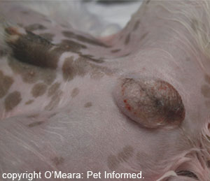 This is an image of a dog's scrotum prior to desexing surgery.
