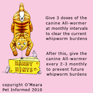 How to kill dog whipworm parasites. How to kill dog whipworms.