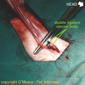 Double ligating in spaying procedures. A second ligature is placed around the uterine body for added protection.