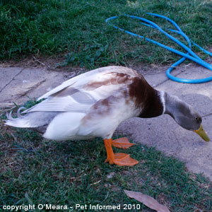 Bird sexing - male ducks have a penis-like organ. Bird sexing - male ducks have a penis-like organ.