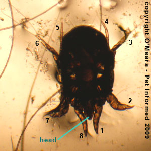 Ear mites in rabbits pictures - a female Psoroptes cuniculi rabbit ear mite.
