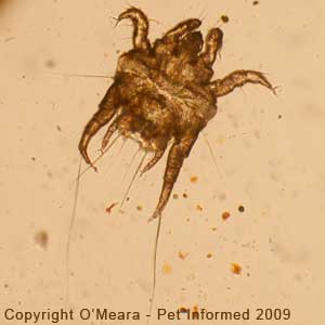 Ear mites in dogs - Otodectes cynotis adult female.