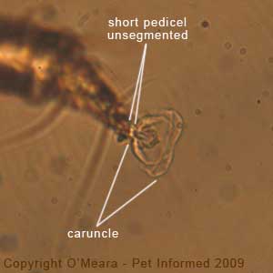 Ear mites in cats - the foot of the cat ear mite (Otodectes cynotis).
