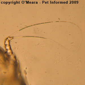 The two long hairs that are present on rear legs 3 and 6 of the rabbit ear mite.