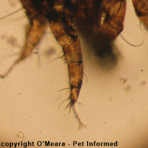 Ear mites in rabbits - the Psoroptes cuniculi mite's leg.