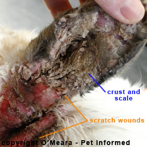 Ear mites in rabbits - the left ear of this rabbit is infested with Psoroptes cuniculi mites.