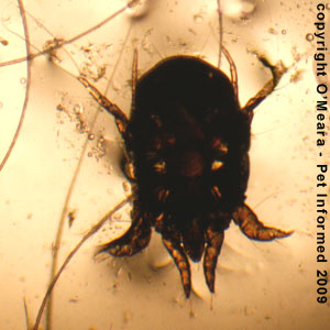 Ear mites in rabbits photos - a female Psoroptes cuniculi rabbit ear mite.