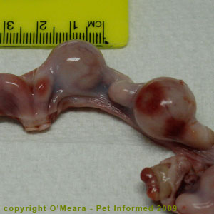 Stage of cat pregnancy - The uterus of a pregnant cat at 2-3 weeks gestation. Stage of cat pregnancy - The uterus of a pregnant cat at 2-3 weeks gestation.