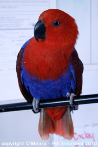 The female eclectus parrot is red and blue and the male is bright green.