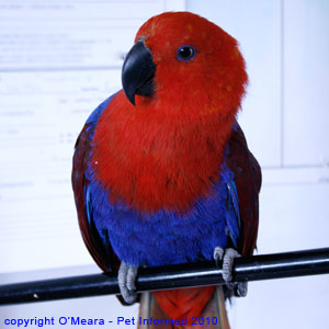 Sexing birds - the female eclectus parrot is the prettier of the two sexes.