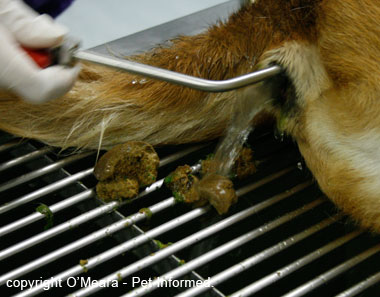 This is an image of a dog undergoing a manual enema to remove a poison (e.g. snail bait, rodent poison). The vet or nurse is washing the rectum gently with warm water to make the bait-laden faeces come out.