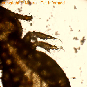 What does lice look like - This is a close-up photograph of the right side of the head and thorax of the equine biting louse, Damalinia equi.