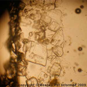 Fecal float parasite pictures - fecal float medium crystals.