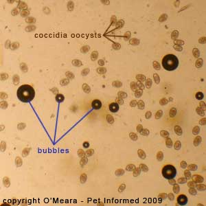 Fecal float parasite pictures - the big, black circles are air bubbles.