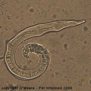 Faecal float parasite pictures - salty fecal floatation solutions distort the shapes of larval worms.