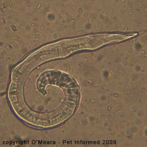 Faecal float parasite pictures - salty fecal floatation solutions distort the shapes of larval worms.