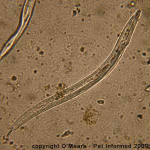 Fecal float parasite pictures - salty fecal flotation solutions distort the shapes of larval worms like lungworms.