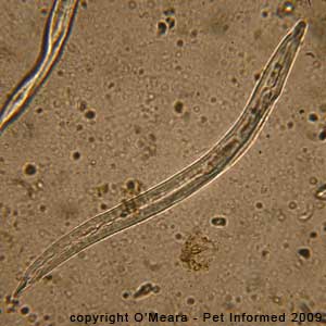 tapeworm under a microscope