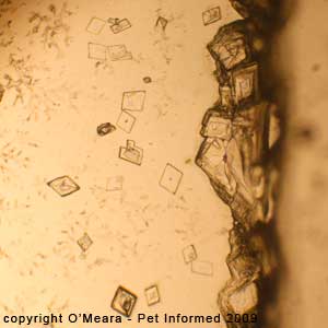 Fecal float parasite pictures - fecal flotation solution salt crystals.