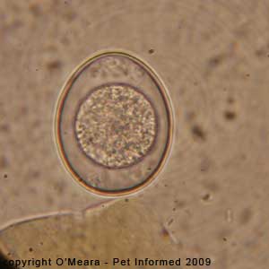 Fecal float parasite pictures - a canine coccidia oocyst.