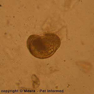 Pollen seen during a fecal float exam.