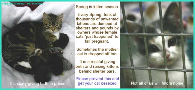 The sad reality of irresponsibly allowing cats to become pregnant.