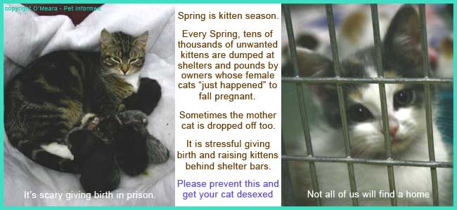 What happens if you spay a pregnant best sale cat