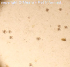 Isospora felis oocysts seen at low power on a fecal float (fecal flotation) - these cysts are more pointed than the canine form of coccidia.