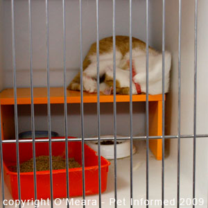 Cat heat behaviour can be very bizarre. Cat heat behaviour can be very bizarre.