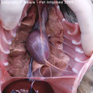 Fecal float parasite pictures - Severe cat lungworm infestation on a post-mortem exam.