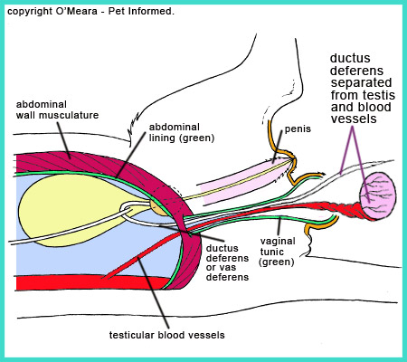 The vas deferens (ductus deferens or spermatic duct) is separated away from the testicle and testicular blood supply during feline neutering.