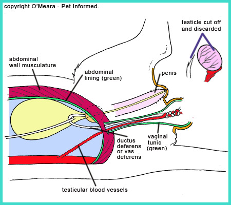 136repro1malegenitaltract urethraandpenis cat mating2 - B 