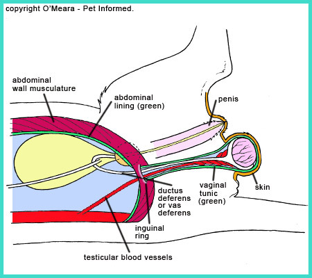 The reproductive and vascular anatomy of the entire male tomcat as it pertains to desexing surgery.