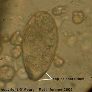 Parasite Egg Chart