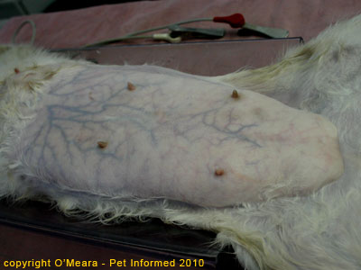 Cat pregnancy signs - the pregnant cat symptoms. Cat pregnancy signs - the