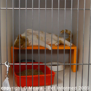 Female cats in season will roll around on their backs. Female cats in season will roll around on their backs.