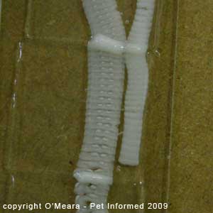 Fecal float parasite pictures - Squashed cat tapeworm. The individual tapeworm segments can now be seen clearly.