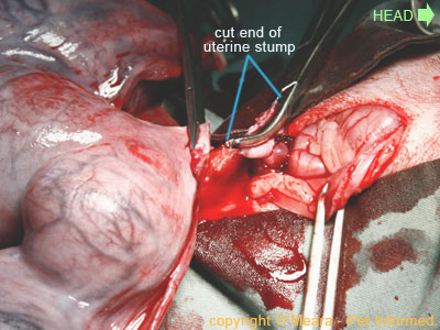 Spaying a pregnant cat picture - cutting through the uterine body.
