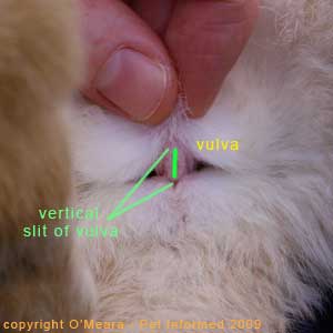 Rabbit sexing - The vulval orifice of the female rabbit is shaped like a vertical slit.