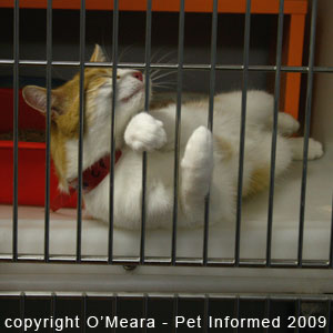 This female cat in heat would rub her face and body over everything. This female cat in heat would rub her face and body over everything.