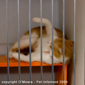 Female cats in heat will roll around on their backs. Female cats in heat will roll around on their backs.