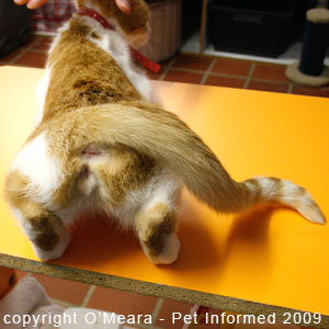 Female cat in heat - the cat with her tail to one side.