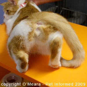 The female cat in heat treading or 'stepping on the spot' The female cat in heat treading or 'stepping on the spot'