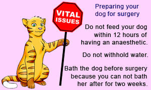 Some basic steps on preparing and fasting your dog for dog spaying surgery.