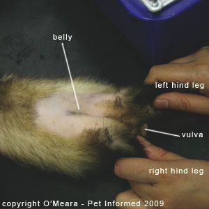 Ferret sexing pictures - a female ferret (jill).