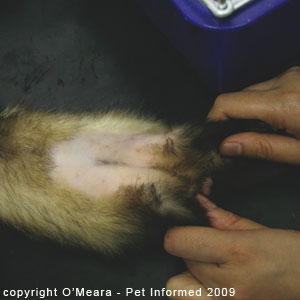Ferret sexing pictures - a female ferret (jill). Ferret sexing pictures - a female ferret (jill).