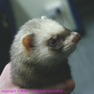 Ferret sexing photograph - a small female (jill) ferret.