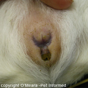 Sexing guinea pigs image - There is a distinctive 'Y' shaped groove between the female guinea pig's vulva and anus.