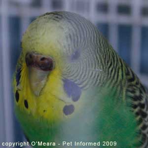 Sexing parakeets - female budgies have a brown cere.
