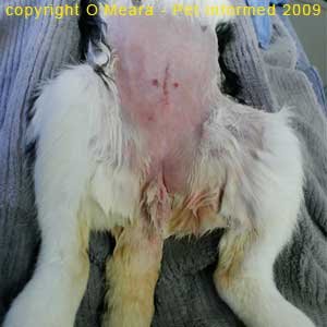 Sexing rabbits pictures - A female rabbit after a spay procedure. The bare groin region can be seen very clearly.